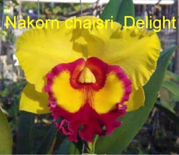 cattleya_Rlc._Nakornchaisri_Delight